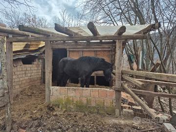 Cavallo maschio mourgese