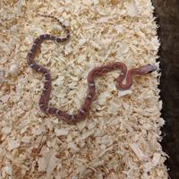 Panterophis (Elaphe) guttata palmetto e scaleless