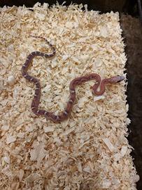 Panterophis (Elaphe) guttata palmetto e scaleless