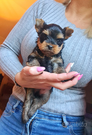 Yorkshire Terrier Maschietti Pedigree