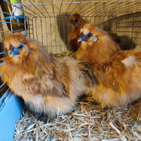 Gallo moroseta nano fulvo