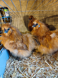 Gallo moroseta nano fulvo