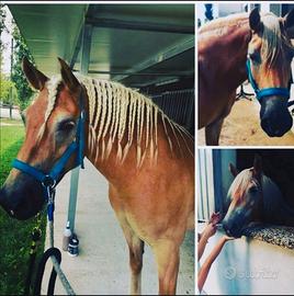 Cavalla haflinger 16 anni
