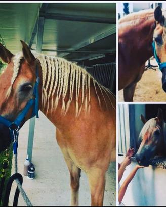 Cavalla haflinger 16 anni