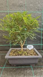 Bonsai di Pepe Giapponese Sichuan 110