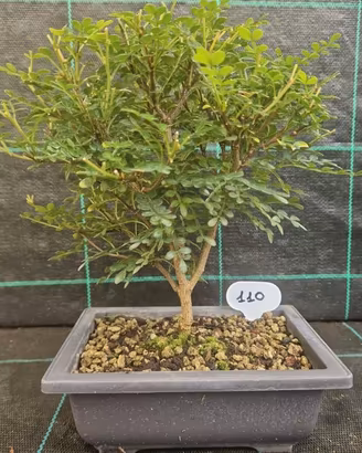 Bonsai di Pepe Giapponese Sichuan 110