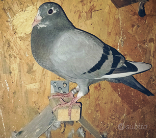 Colombi novelli 2025