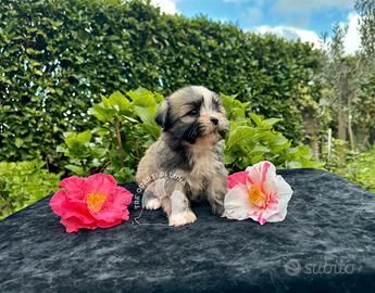 Barboncino Maltipoo Lhasa Apso - Tre Quarti di Lun