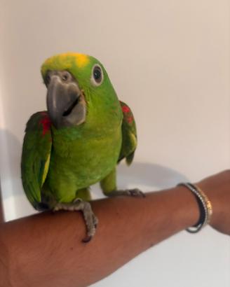 Pappagallo amazzone fronte gialla baby pullo