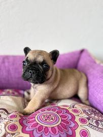 Bouledogue/bulldog francese cucciolo