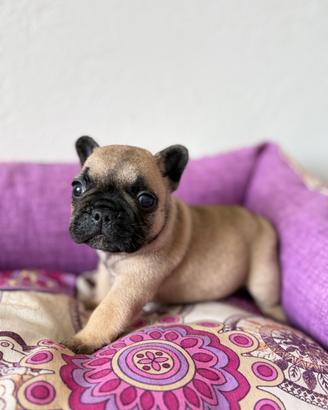 Bouledogue/bulldog francese cucciolo