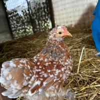 Cocincina nana coppia galline