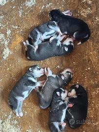 Siberian Husky Cuccioli