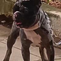 Bulldog francese