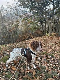 Springer spaniel inglese maschio