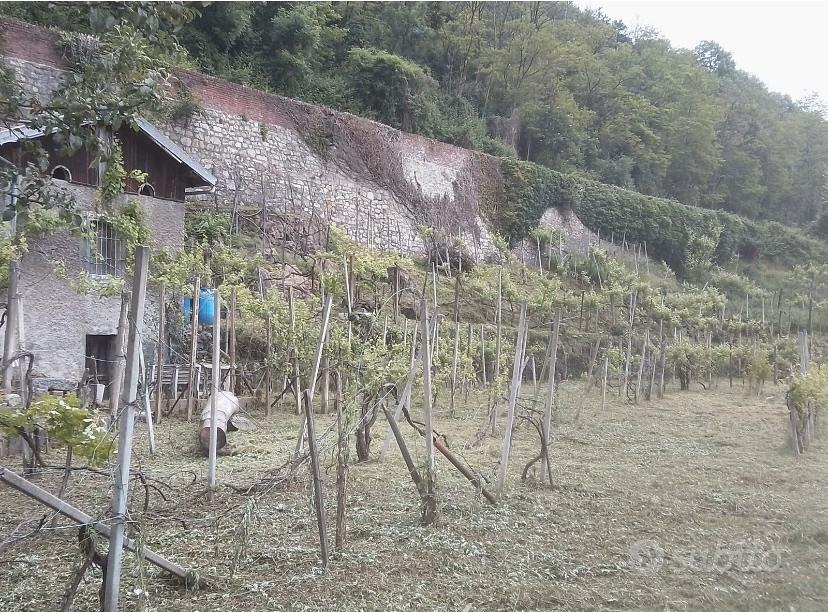 Vigneto con annesso cassero - Vista 3