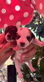 Jack Russell