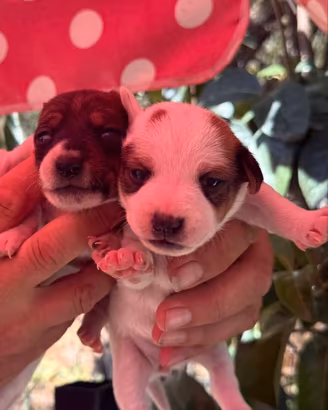 Jack Russell