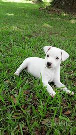 Cani taglia piccola bianchi