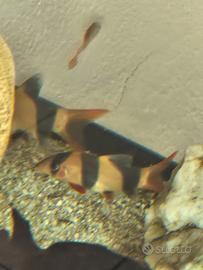 Ancistrus bottia cozza