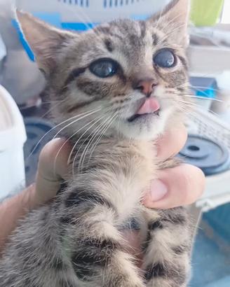 Gattino di tigratino di 2 mesetti dolcissimo