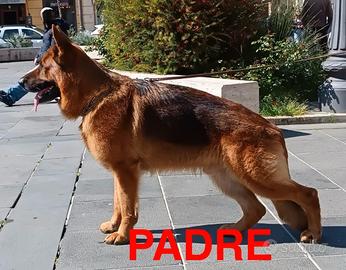 Cuccioli di Pastore Tedesco