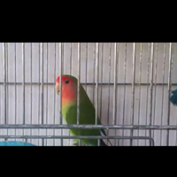 Pappagalli inseparabili