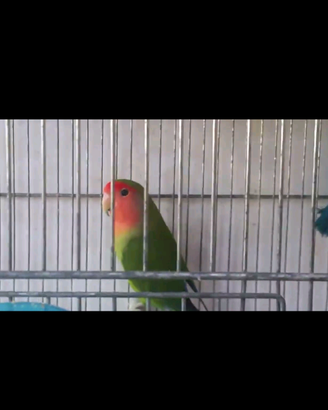 Pappagalli inseparabili