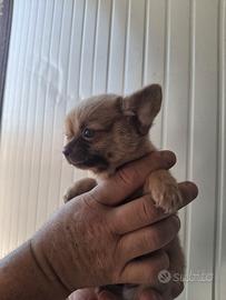 Chiwawa