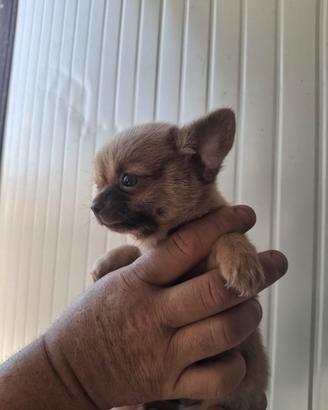 Chiwawa