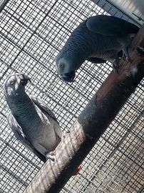 Coppia pappagalli cenerini 3 anni