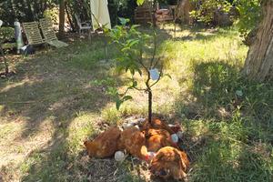 Casale indipendente autonomo con pozzi e animali