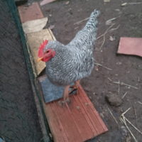 Gallo Amrocks