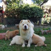 Bellissimi cuccioli di chow chow