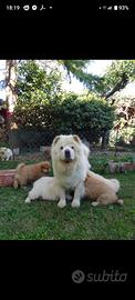 Bellissimi cuccioli di chow chow