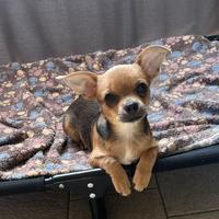 Chihuahua femmina pelo corto colore fawn