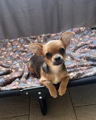Chihuahua femmina pelo corto colore fawn