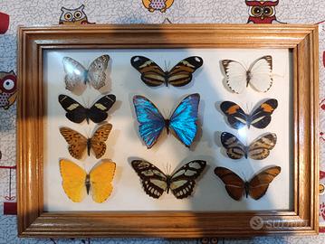 Collezione farfalle quadro 