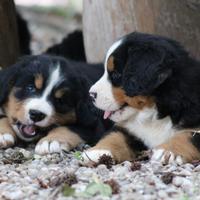 Cuccioli di Bovaro del Bernese