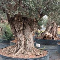 Piante di ulivo 
