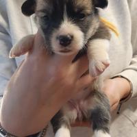 Cuccioli Welsh Corgi Pembroke