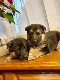 Cuccioli di Pastore Tedesco