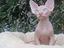 Immagine 4