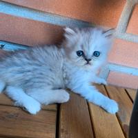 Gatti persiani chinchilla