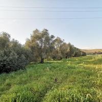 Alghero AMPIO TERRENO AGRICOLO