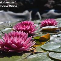 Piante acquatiche da laghetto, biolago e biopiscin