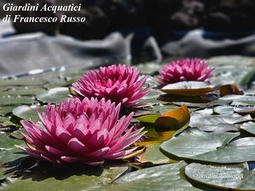 Piante acquatiche da laghetto, biolago e biopiscin