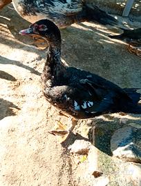 Maschio di anatra muta NERO selvatico