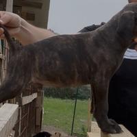 Cuccioli cane corso