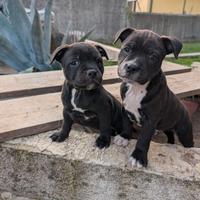 Cuccioli di Staffordshire bull terrier (Staffy)